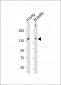c-KIT Antibody (C-term)